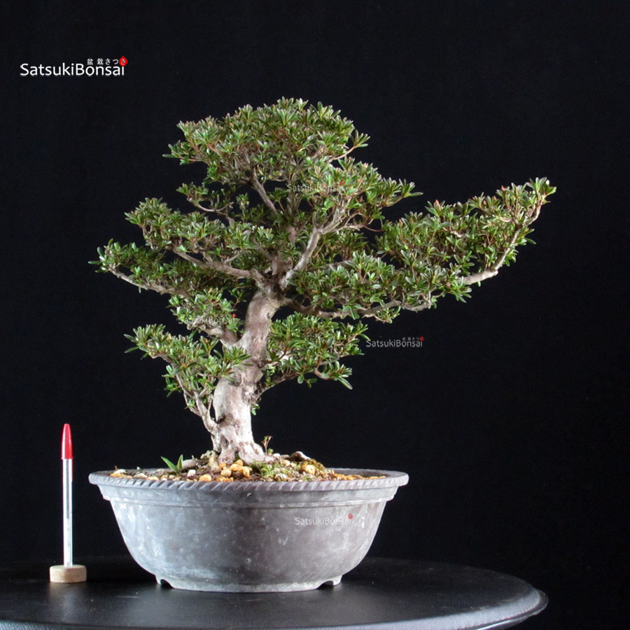 6469_1-Rhododendron Indicum satsuki Hoshinokagayaki Azalea Satsuki HOSHI-NO-KAGAYAKI - immagine 1