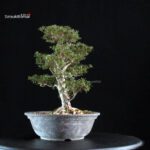 Azalea Satsuki HOSHI-NO-KAGAYAKI - immagine 3