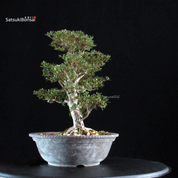 Azalea Satsuki HOSHI-NO-KAGAYAKI - immagine 3