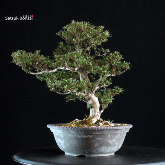 Azalea Satsuki HOSHI-NO-KAGAYAKI - immagine 4