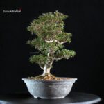 Azalea Satsuki HOSHI-NO-KAGAYAKI - immagine 5