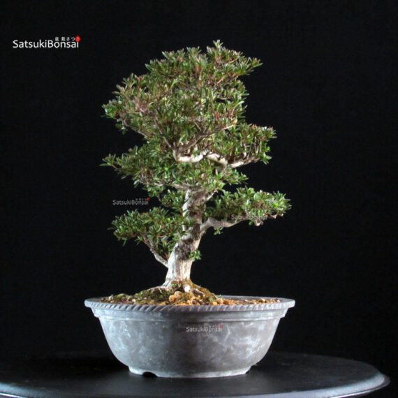 Azalea Satsuki HOSHI-NO-KAGAYAKI - immagine 5