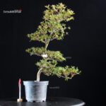 Azalea Satsuki AKASENBAZURU