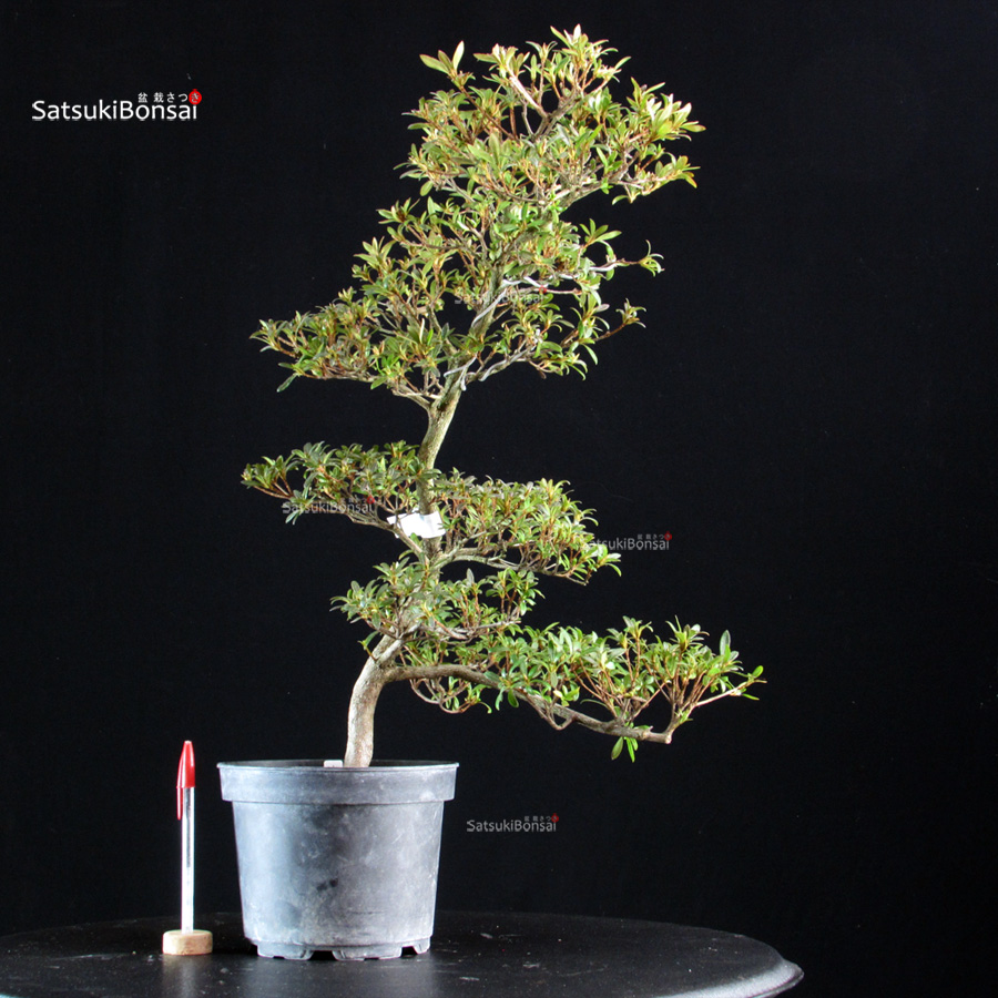 6470_1-Rhododendron Indicum satsuki Akasenbazuru Azalea Satsuki AKASENBAZURU - immagine 1