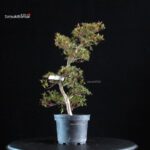 Azalea Satsuki AKASENBAZURU - immagine 3