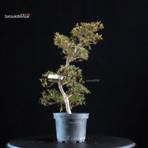 Azalea Satsuki AKASENBAZURU - immagine 3