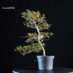 Azalea Satsuki AKASENBAZURU - immagine 5