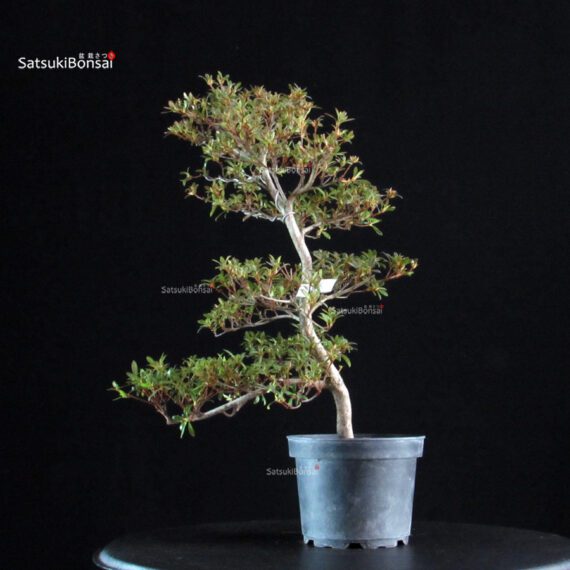 Azalea Satsuki AKASENBAZURU - immagine 5