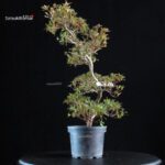 Azalea Satsuki AKASENBAZURU - immagine 4