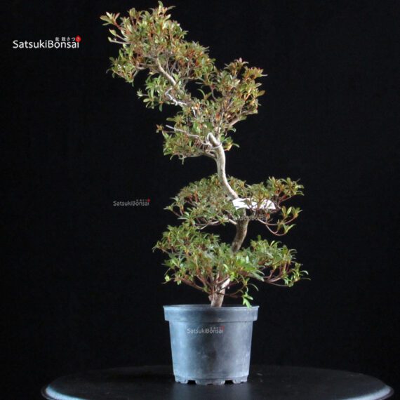 Azalea Satsuki AKASENBAZURU - immagine 4