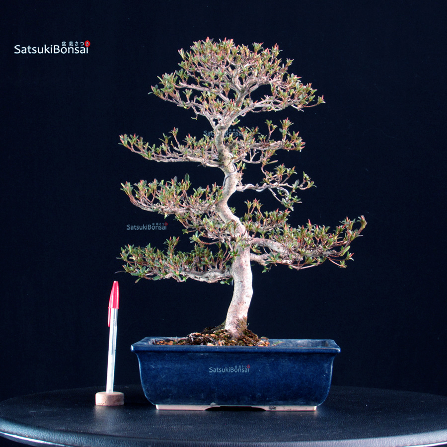 6472_1-Rhododendron Indicum satsuki Azalea Satsuki Spp. - immagine 1