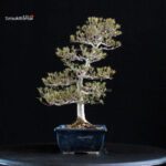 Azalea Satsuki Spp. - immagine 4