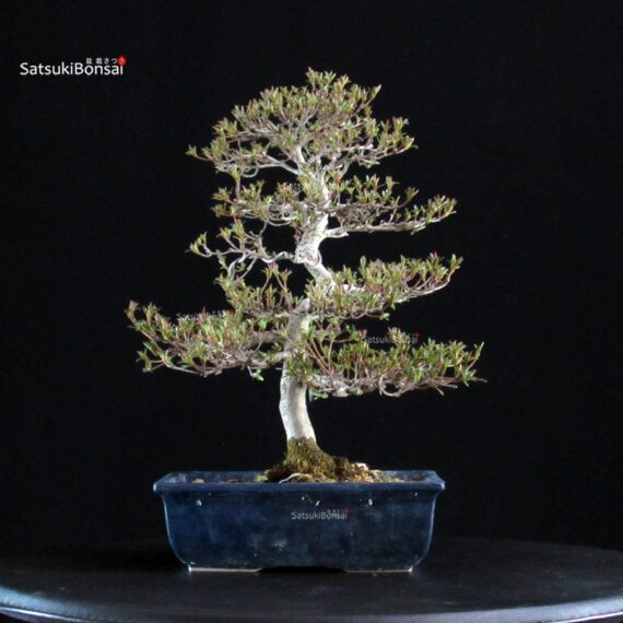 Azalea Satsuki Spp. - immagine 3