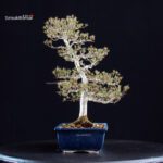 Azalea Satsuki Spp. - immagine 2