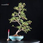 Azalea Satsuki AKASENBAZURU