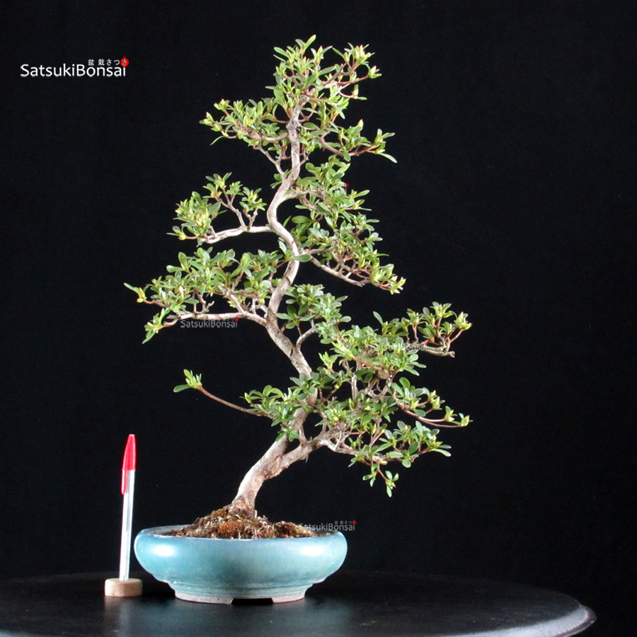 6474_1-Rhododendron Indicum satsuki Akasenbazuru Azalea Satsuki AKASENBAZURU - immagine 1