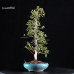 Azalea Satsuki AKASENBAZURU - immagine 3