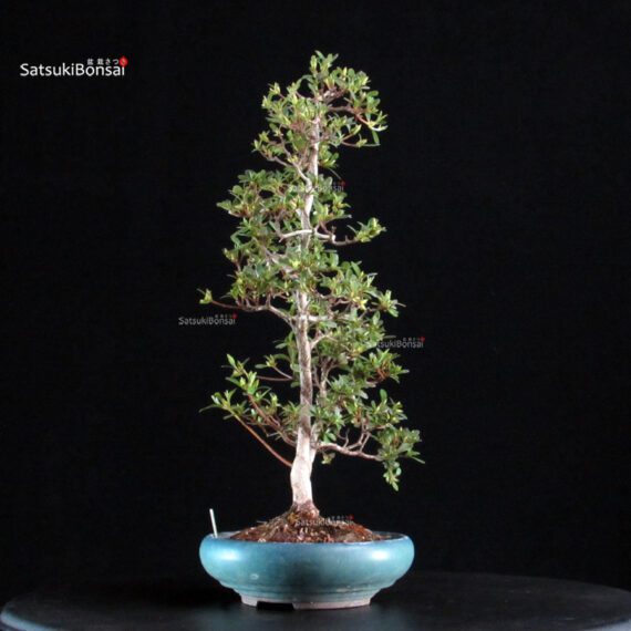 Azalea Satsuki AKASENBAZURU - immagine 3