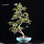 Azalea Satsuki AKASENBAZURU - immagine 4