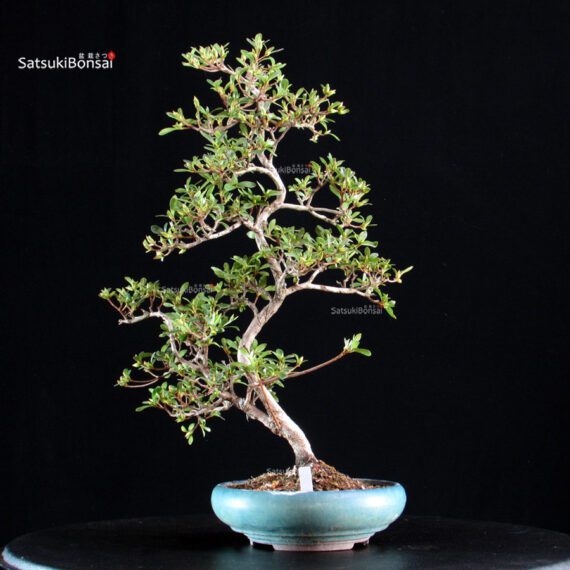 Azalea Satsuki AKASENBAZURU - immagine 4