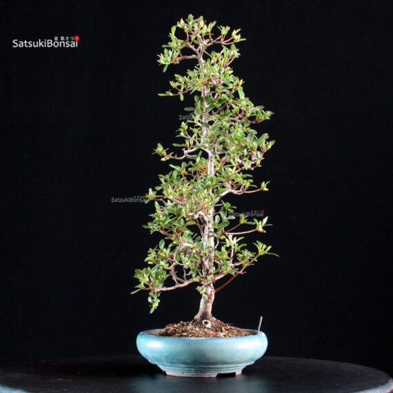 Azalea Satsuki AKASENBAZURU - immagine 5