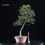 Azalea Satsuki HOSHI-NO-KAGAYAKI