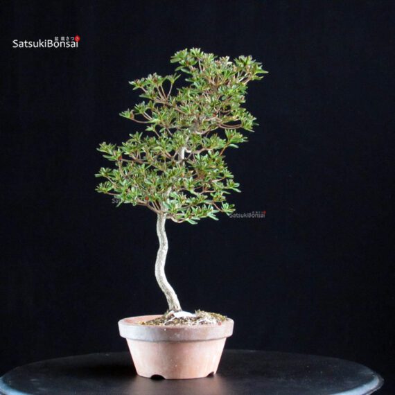 Azalea Satsuki HOSHI-NO-KAGAYAKI - immagine 5