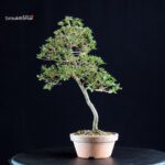 Azalea Satsuki HOSHI-NO-KAGAYAKI - immagine 4