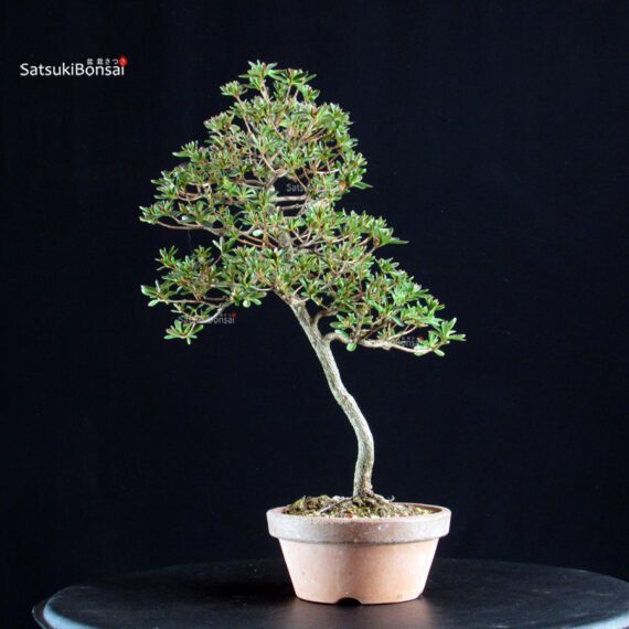 Azalea Satsuki HOSHI-NO-KAGAYAKI - immagine 4