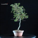 Azalea Satsuki HOSHI-NO-KAGAYAKI - immagine 3