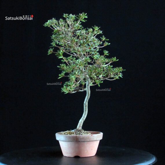 Azalea Satsuki HOSHI-NO-KAGAYAKI - immagine 3