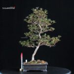 Azalea Satsuki HOSHI-NO-KAGAYAKI