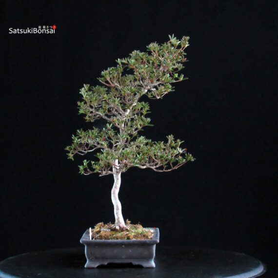 Azalea Satsuki HOSHI-NO-KAGAYAKI - immagine 5