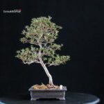 Azalea Satsuki HOSHI-NO-KAGAYAKI - immagine 4