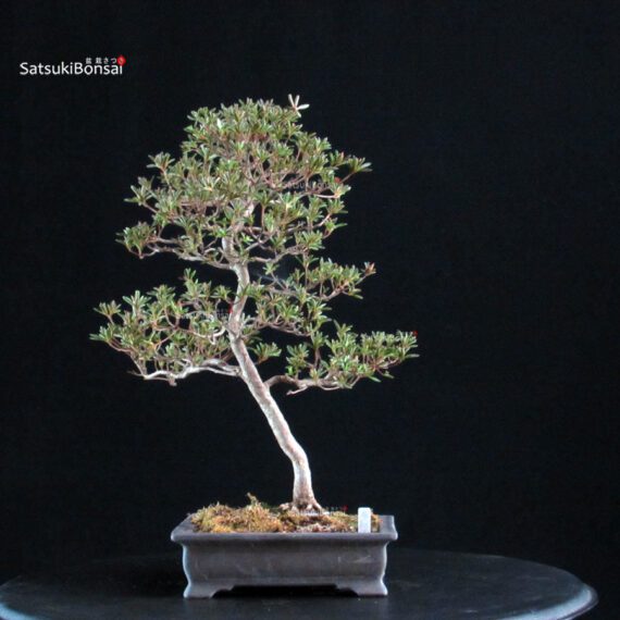 Azalea Satsuki HOSHI-NO-KAGAYAKI - immagine 4