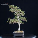 Azalea Satsuki HOSHI-NO-KAGAYAKI - immagine 3