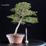 Azalea Satsuki HOSHI-NO-KAGAYAKI