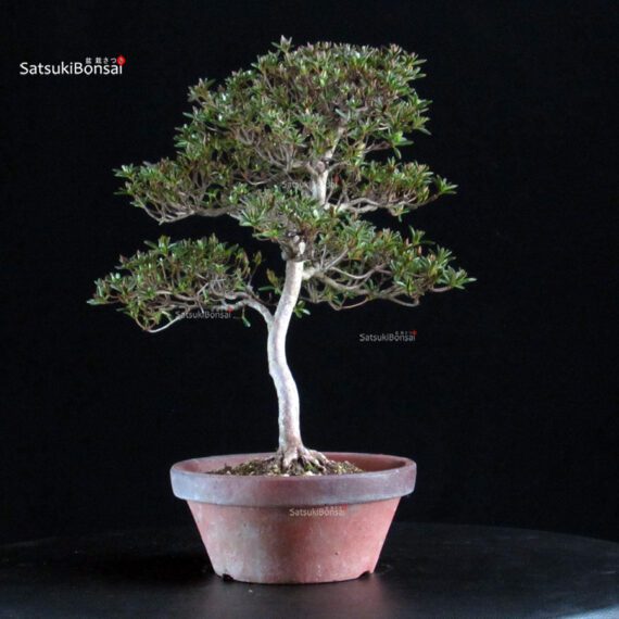 Azalea Satsuki HOSHI-NO-KAGAYAKI - immagine 5