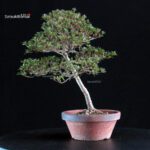 Azalea Satsuki HOSHI-NO-KAGAYAKI - immagine 4