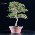 Azalea Satsuki HOSHI-NO-KAGAYAKI - immagine 3