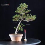 Azalea Satsuki HOSHI-NO-KAGAYAKI