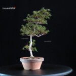 Azalea Satsuki HOSHI-NO-KAGAYAKI - immagine 5