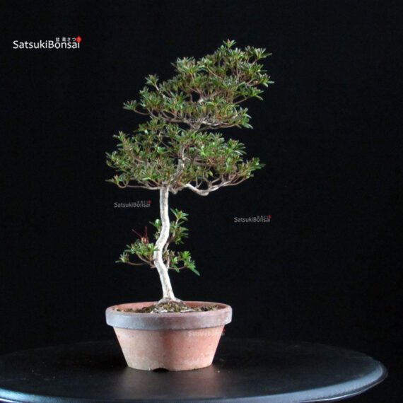 Azalea Satsuki HOSHI-NO-KAGAYAKI - immagine 5