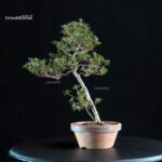 Azalea Satsuki HOSHI-NO-KAGAYAKI - immagine 4