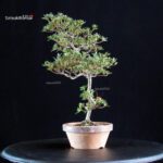 Azalea Satsuki HOSHI-NO-KAGAYAKI - immagine 3