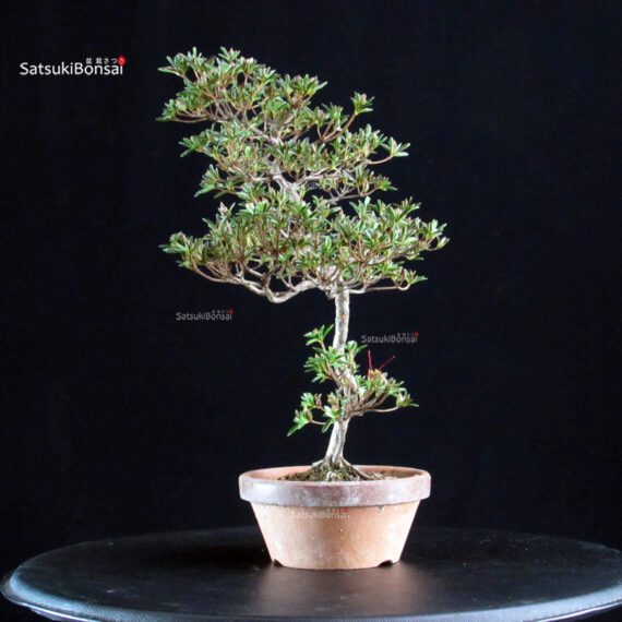 Azalea Satsuki HOSHI-NO-KAGAYAKI - immagine 3