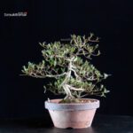Azalea Satsuki Spp. - immagine 4
