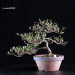 Azalea Satsuki Spp. - immagine 3