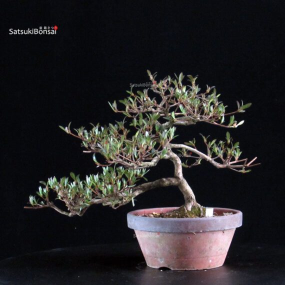 Azalea Satsuki Spp. - immagine 3
