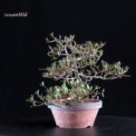 Azalea Satsuki Spp. - immagine 2